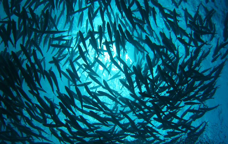ORCA Dive Club Bali (Candidasa), Bali