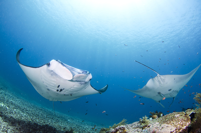 ORCA Dive Club Bali (Candidasa), Bali