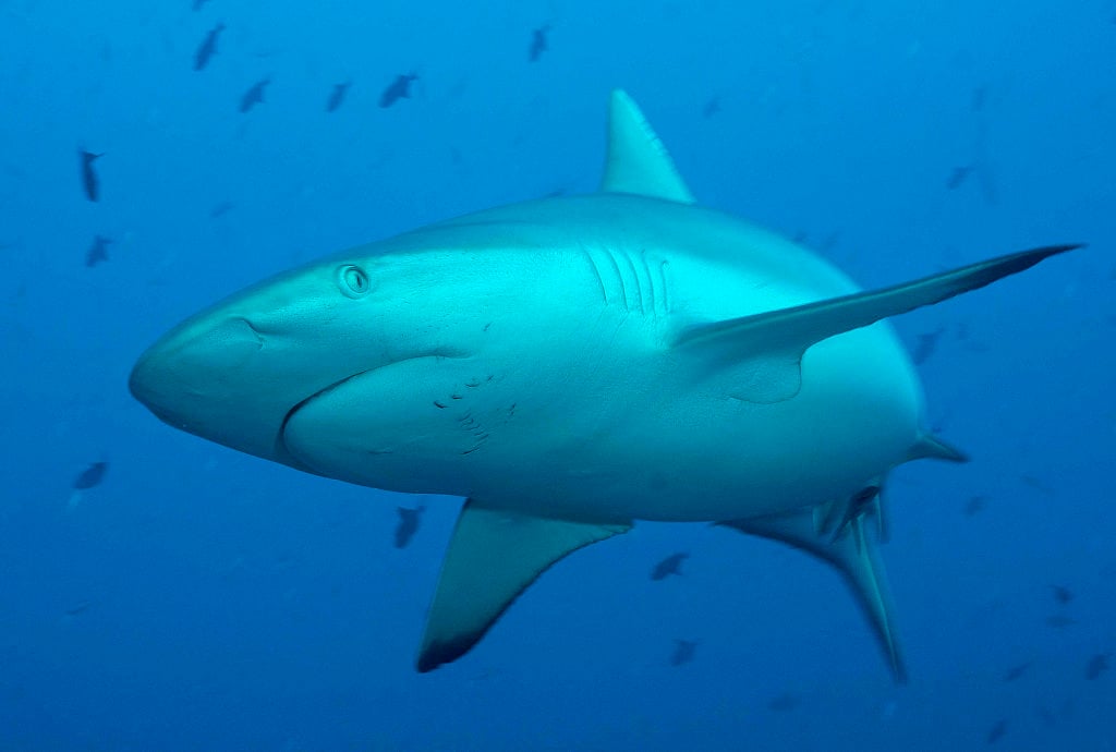 Orion, Maldives - liveaboard diving holidays