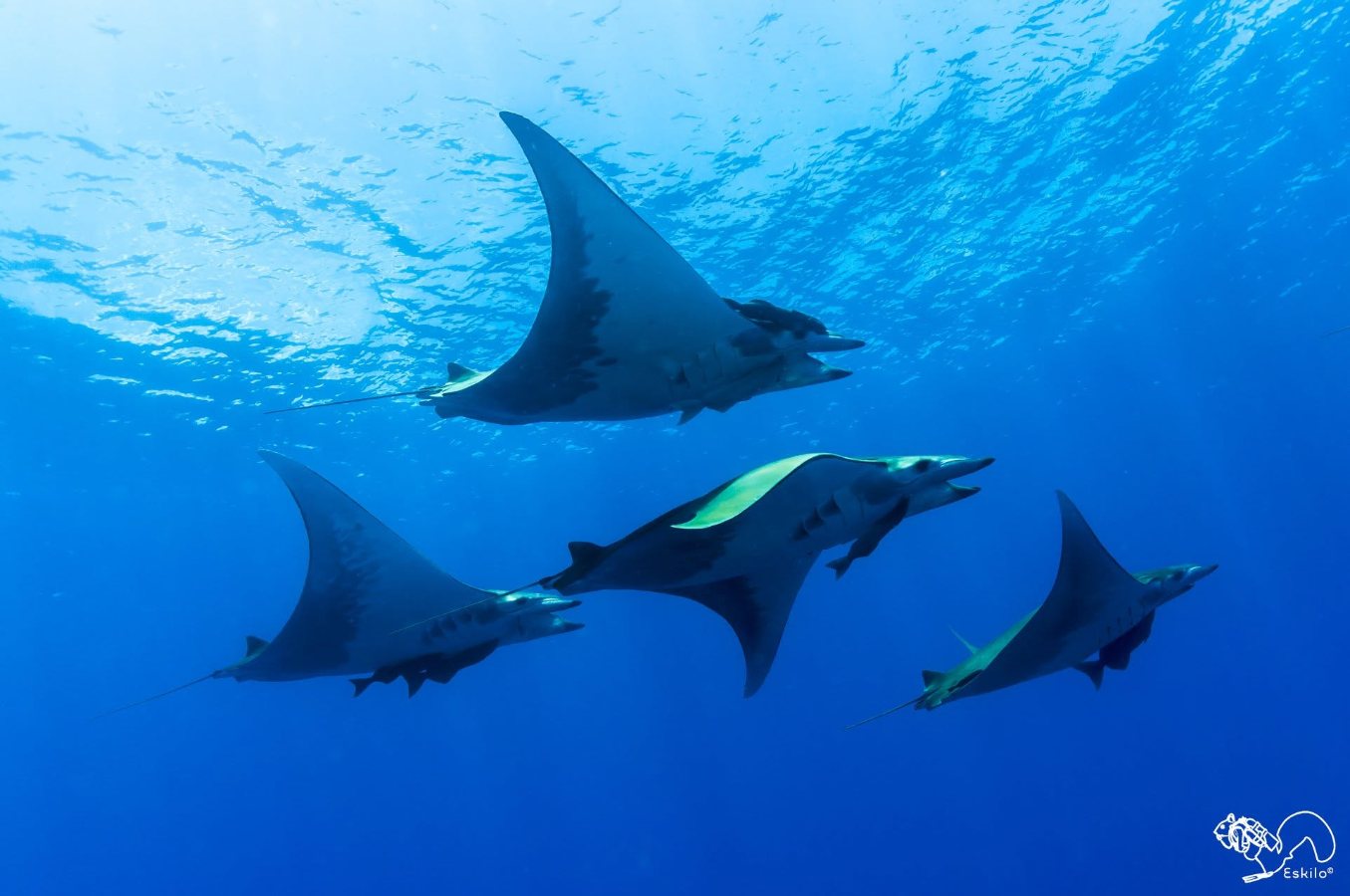 The Azores (santa Maria) dive holidays