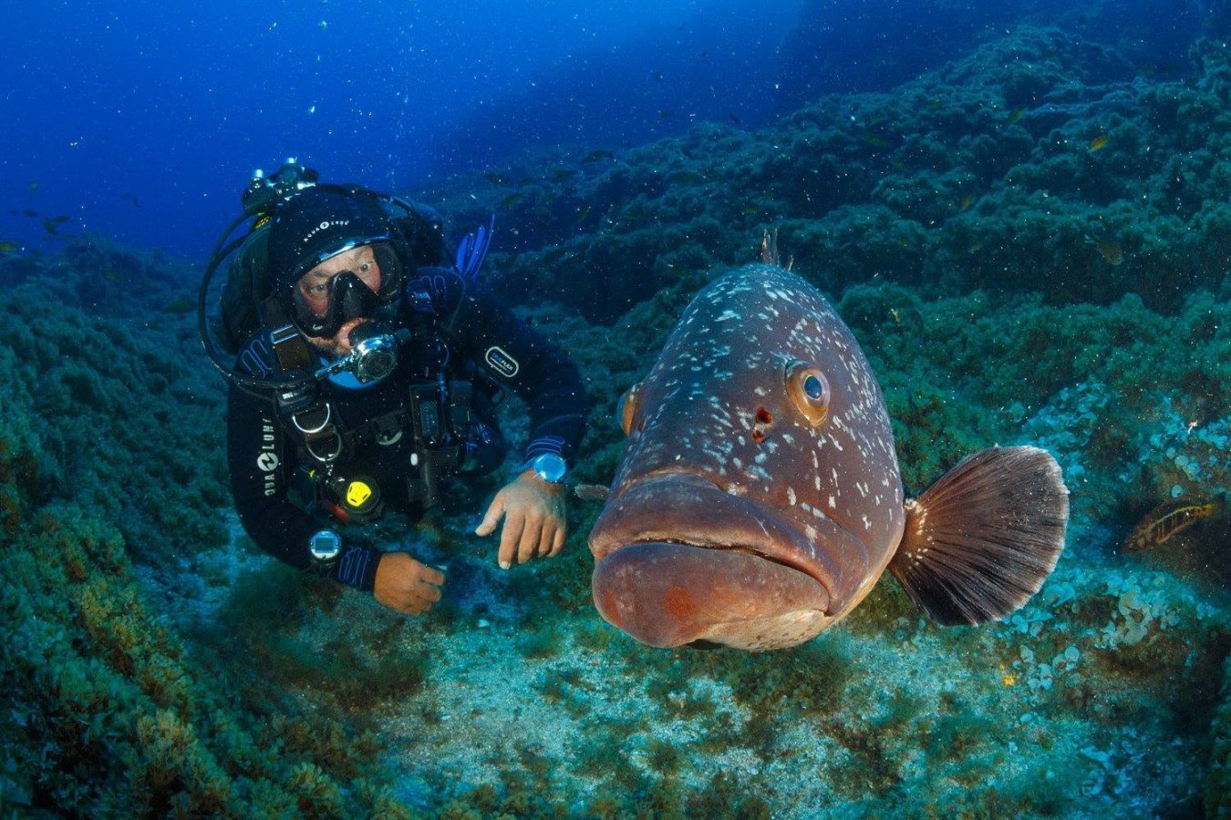 The Azores (santa Maria) dive holidays