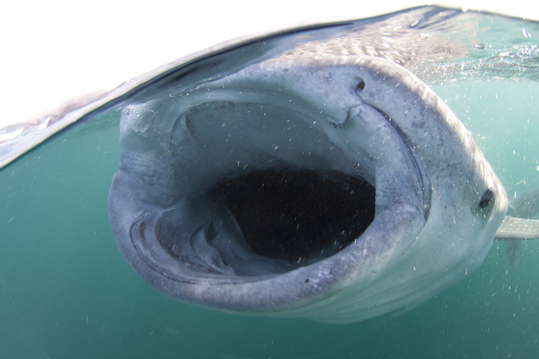 Elegante, Djibouti - liveaboard diving holidays