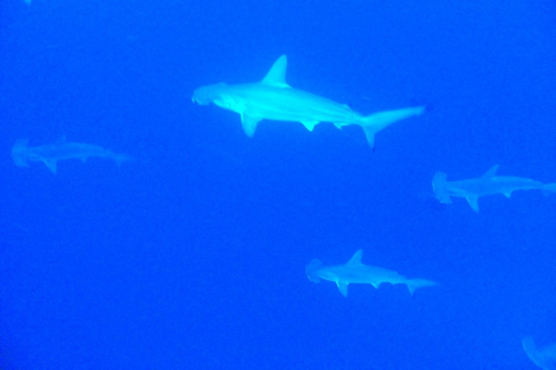 Elegante, Djibouti - liveaboard diving holidays