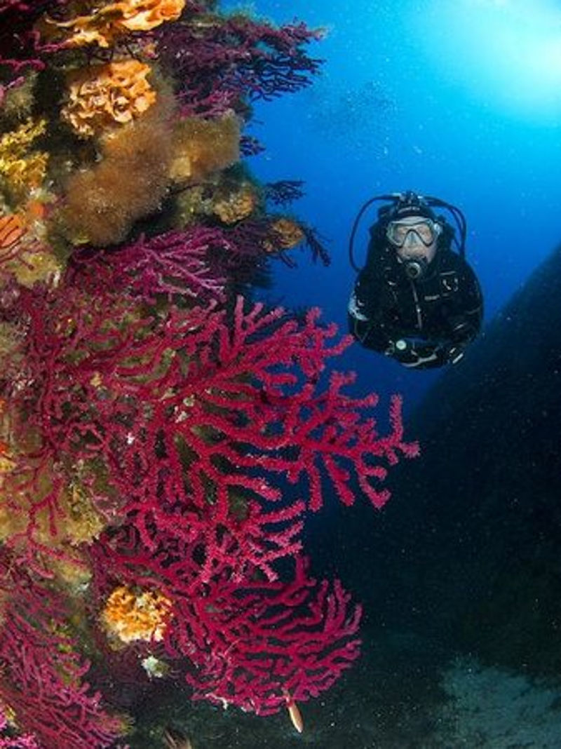 Palau Dive Centre, Northern Sardinia