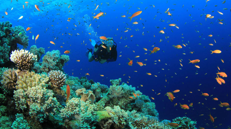 Palau Dive Centre, Northern Sardinia