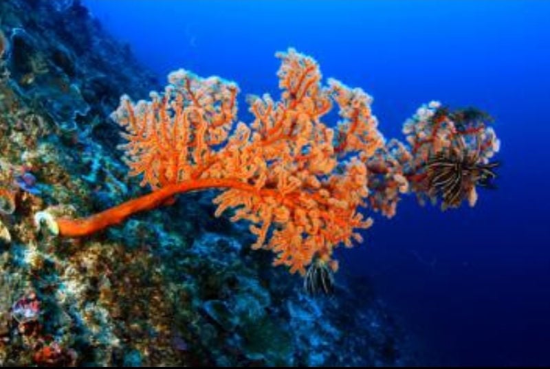 Nusa Lembongan dive centres, Nusa Lembongan