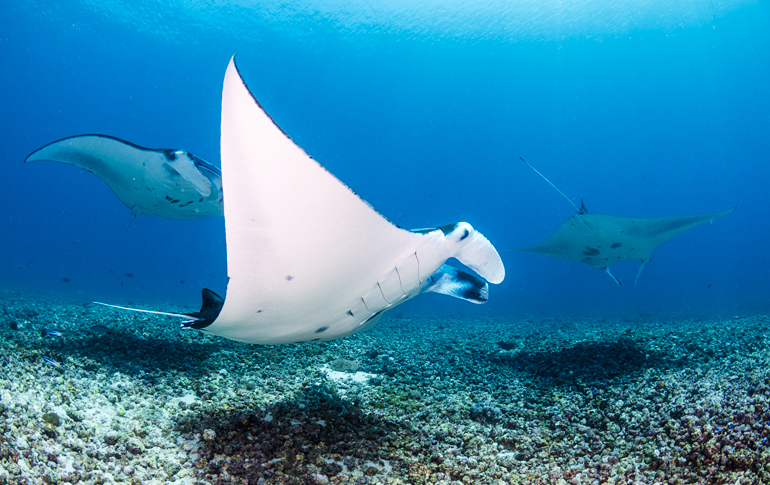Bali dive centres, Bali