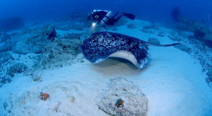 Mauritius Dive Centre - Northern Tip, Mauritius Island