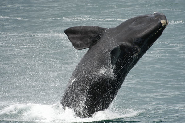 Best of the Garden Route — tailor-made dive tour