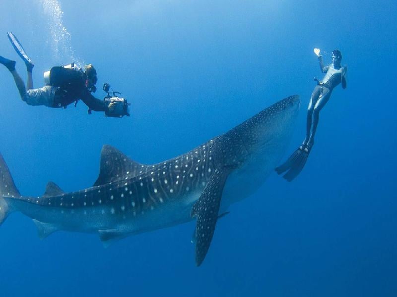 Four Seasons Explorer, Maldives - liveaboard diving holidays