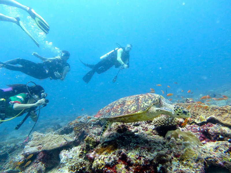 Cocoon Dive Centre, Maldives