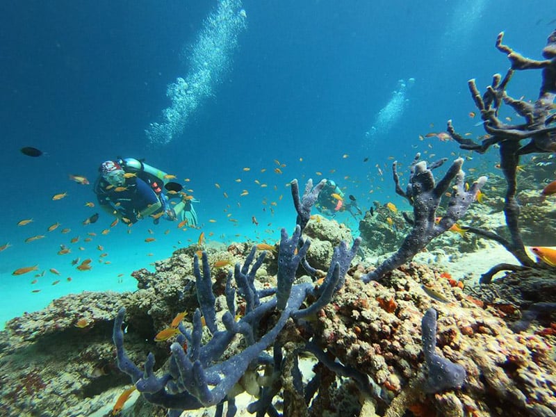 Cocoon Dive Centre, Maldives
