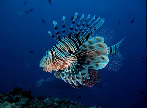 Tofo dive centres, Tofo