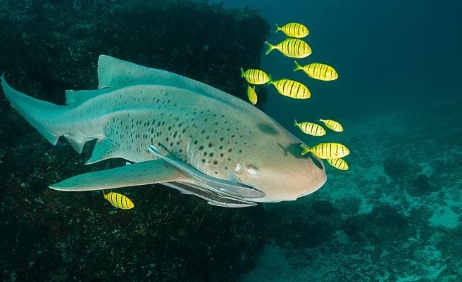 Tofo dive centres, Tofo
