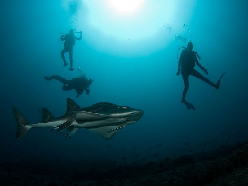 Tofo dive holidays
