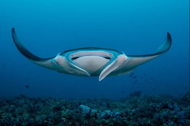Tofo dive holidays