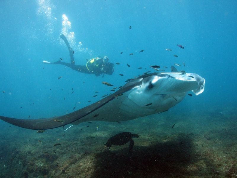 Tofo dive holidays