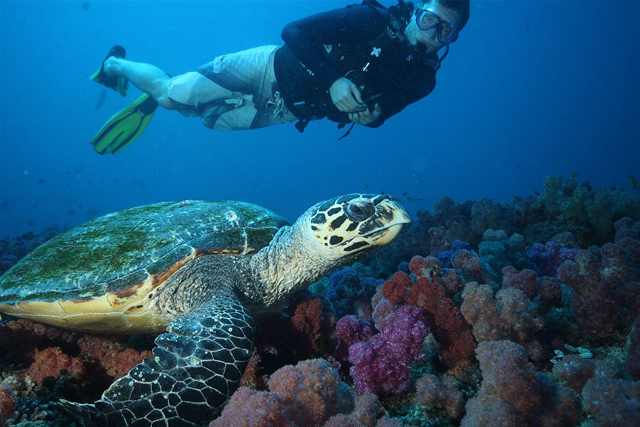 Tofo dive holidays
