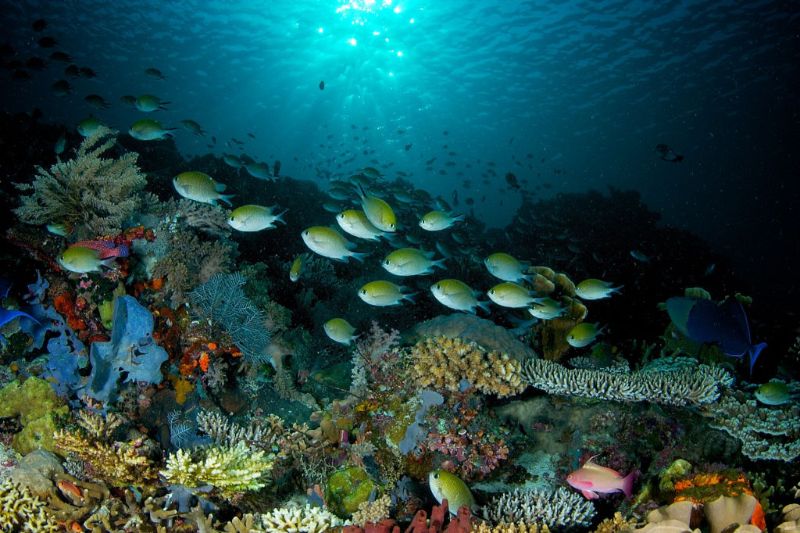 Komodo National Park dive holidays