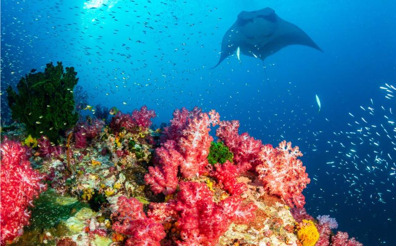 Komodo National Park dive holidays