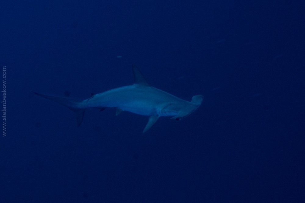 Emperor Harmoni, Indonesia - liveaboard diving holidays