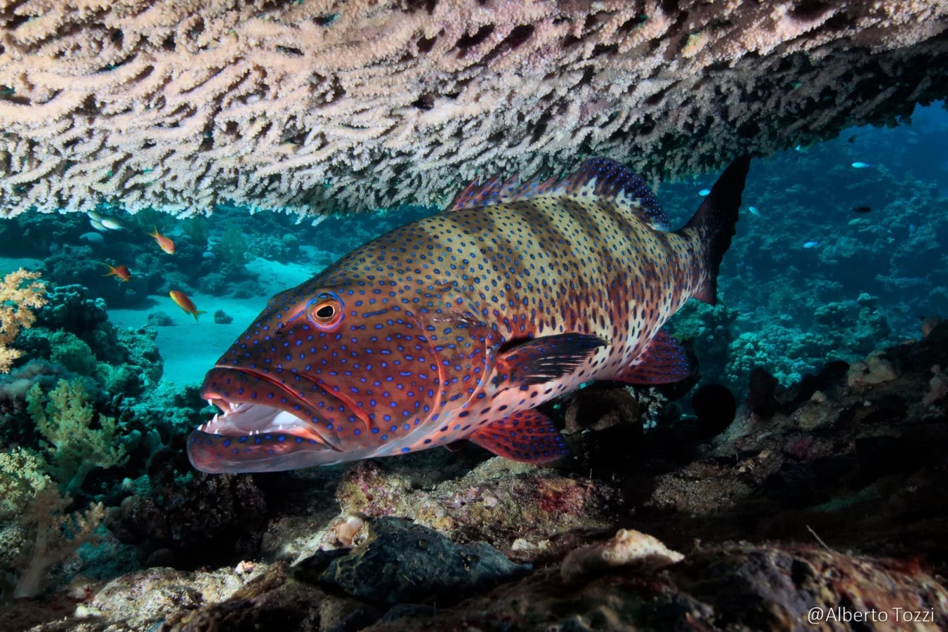 Blue Seas, Egypt - liveaboard diving holidays