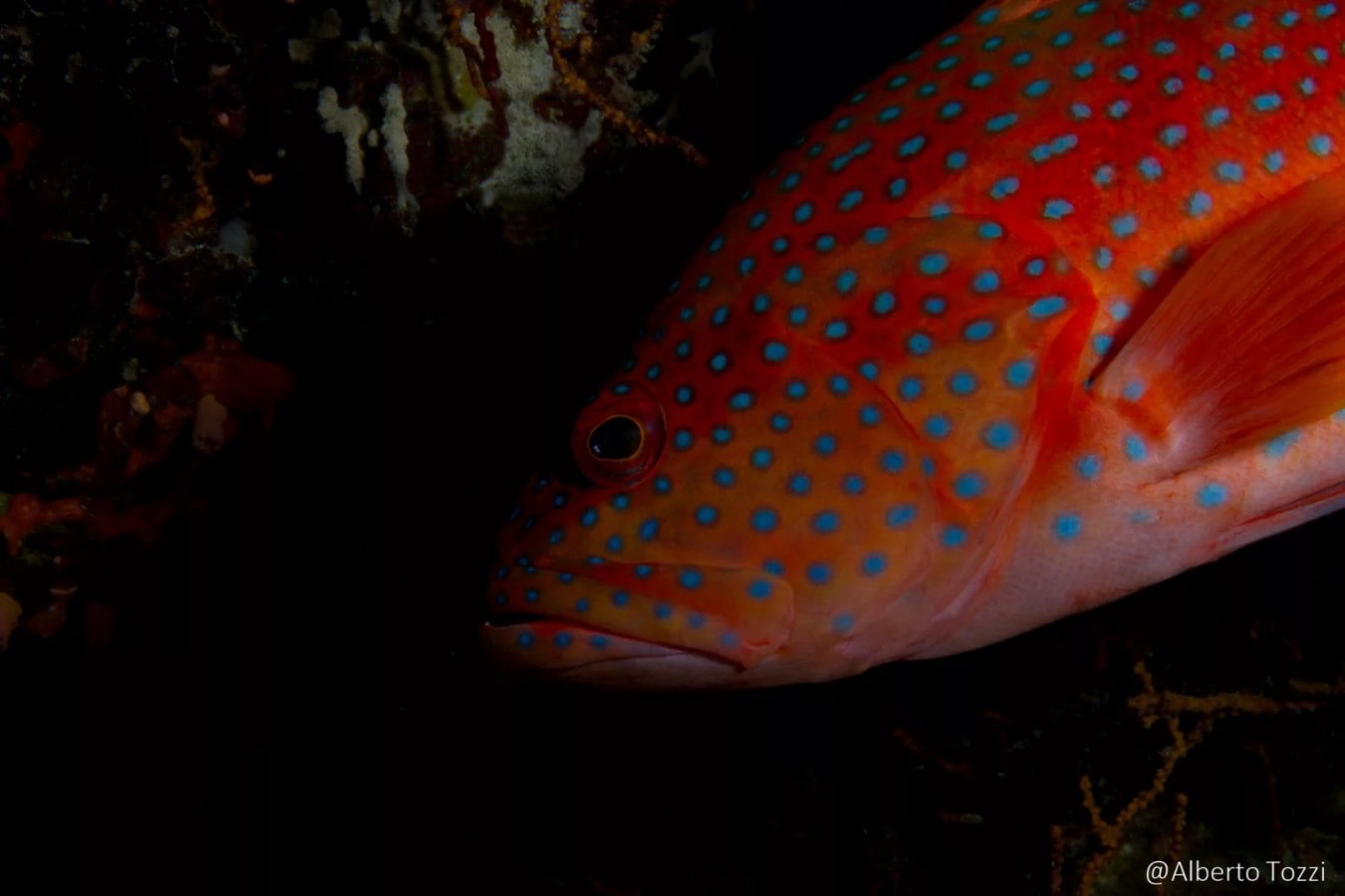 Blue Seas, Egypt - liveaboard diving holidays