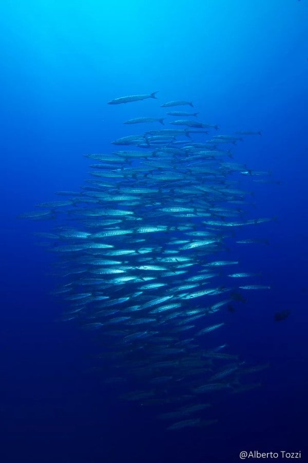 Blue Seas, Egypt - liveaboard diving holidays