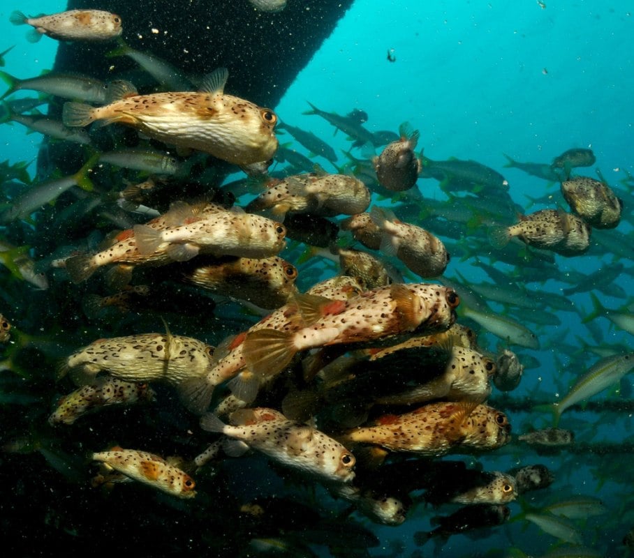Sal PADI dive school, Sal