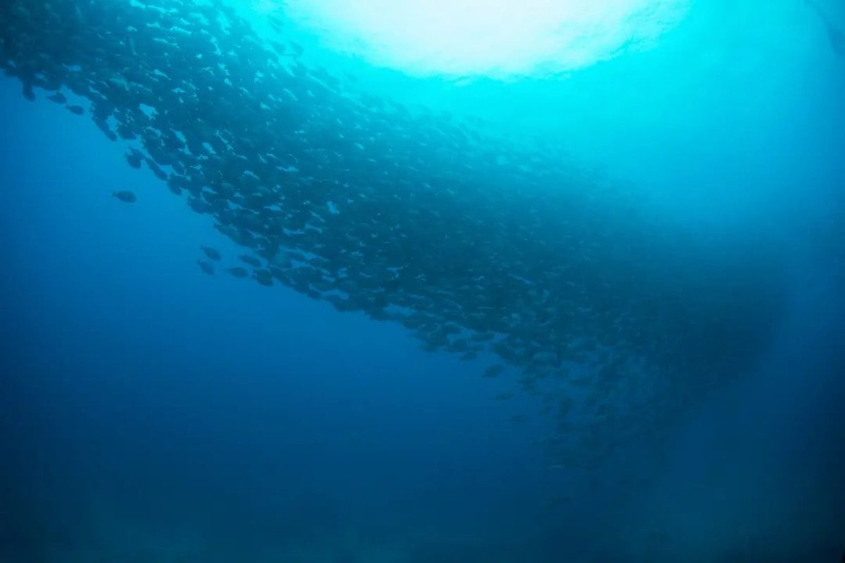 Sal PADI dive school, Sal