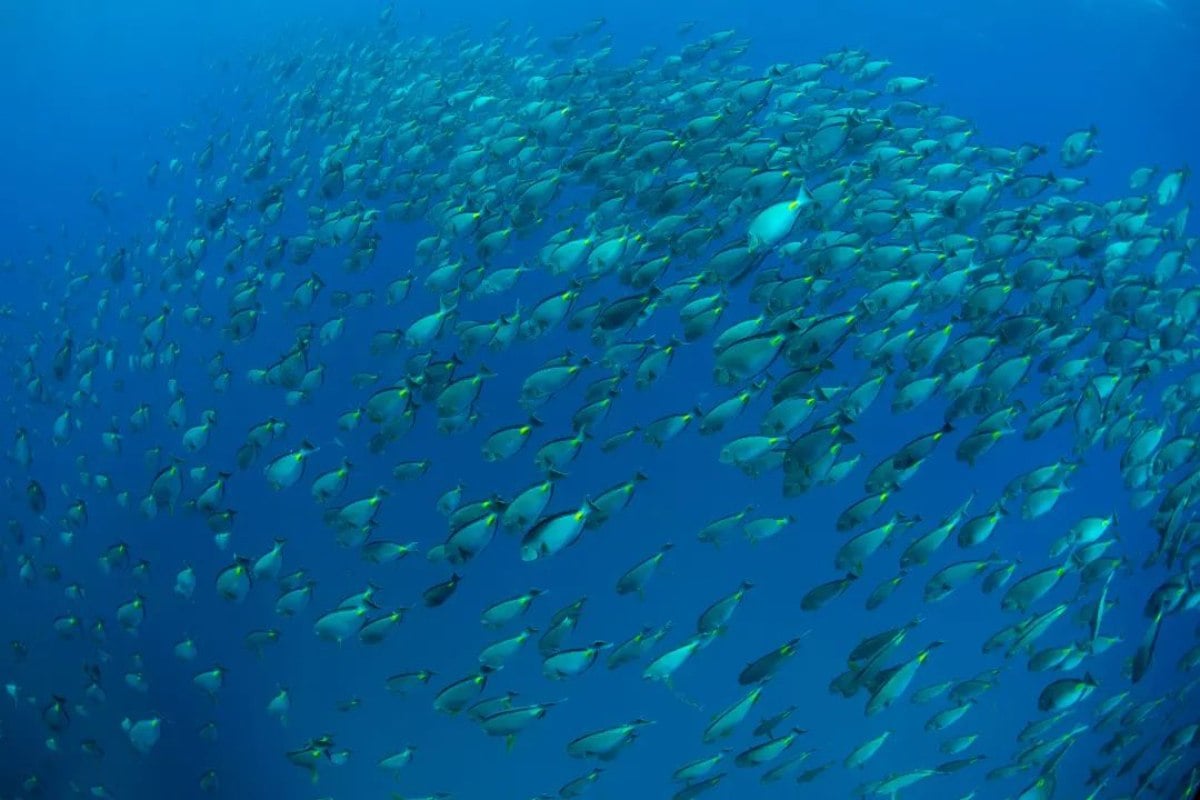 Sal PADI dive school, Sal