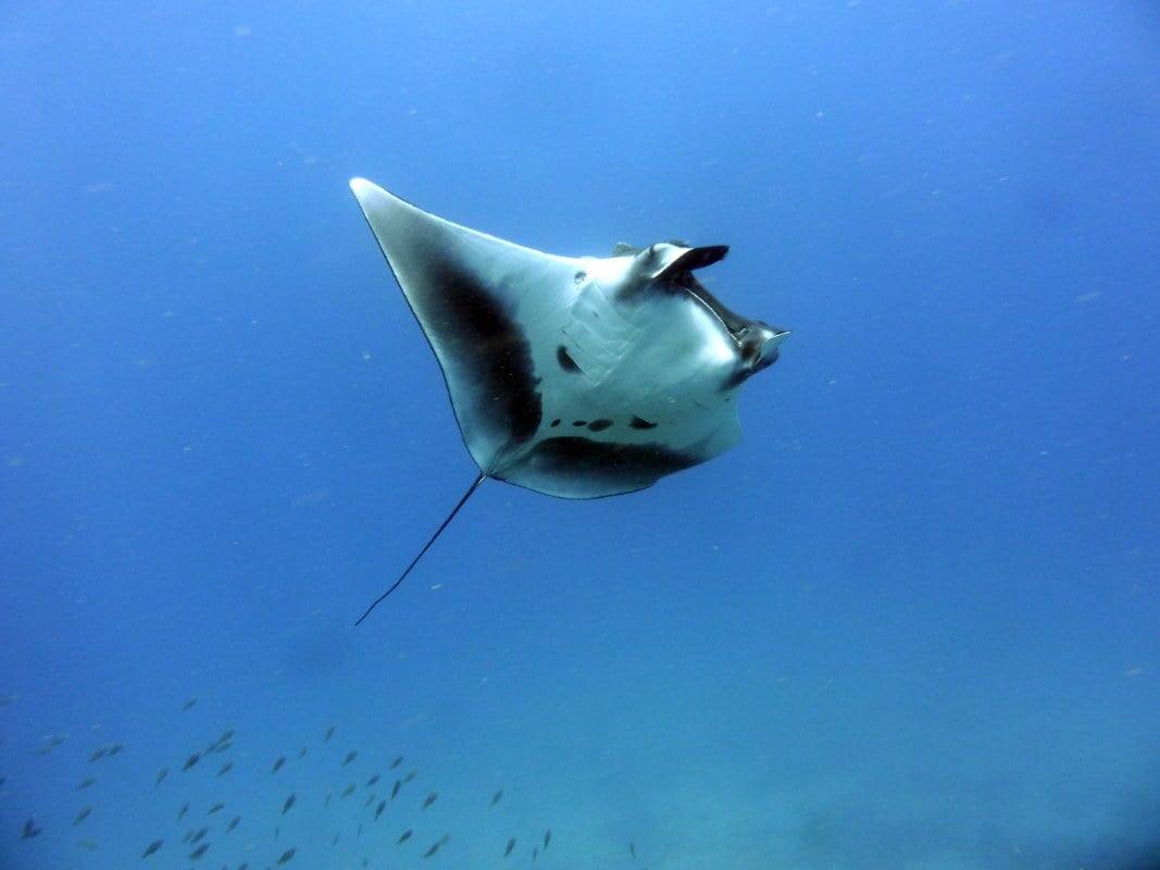 Sal PADI dive school, Sal