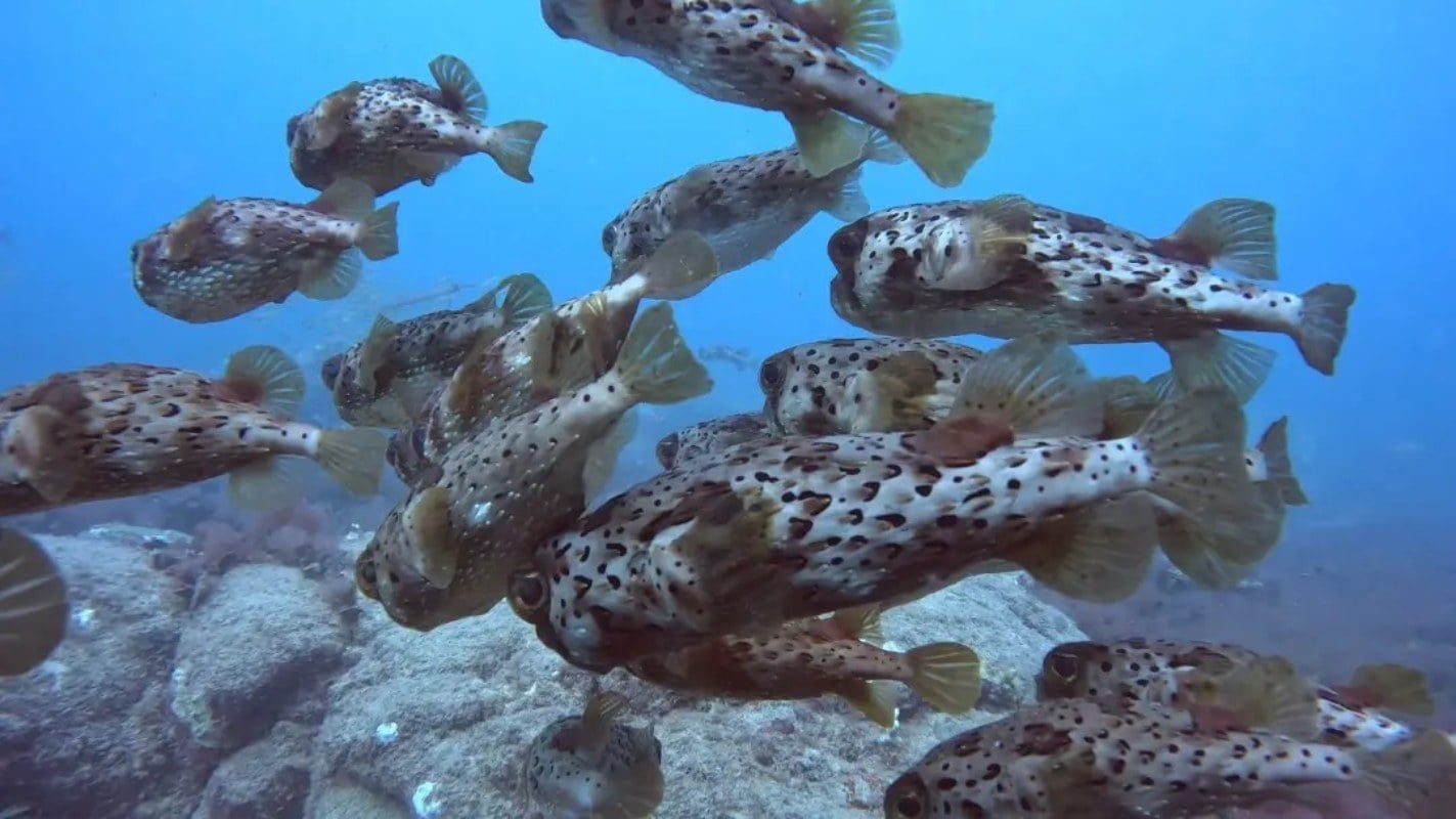 Sal PADI dive school, Sal