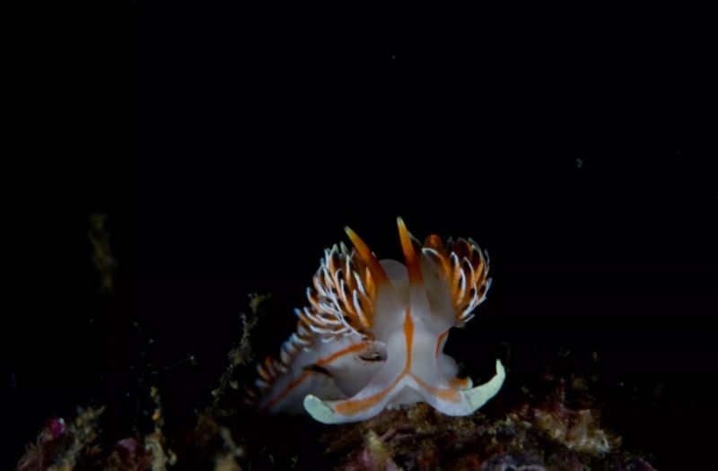 Bandra Jissah SSI Dive School, Muscat Region
