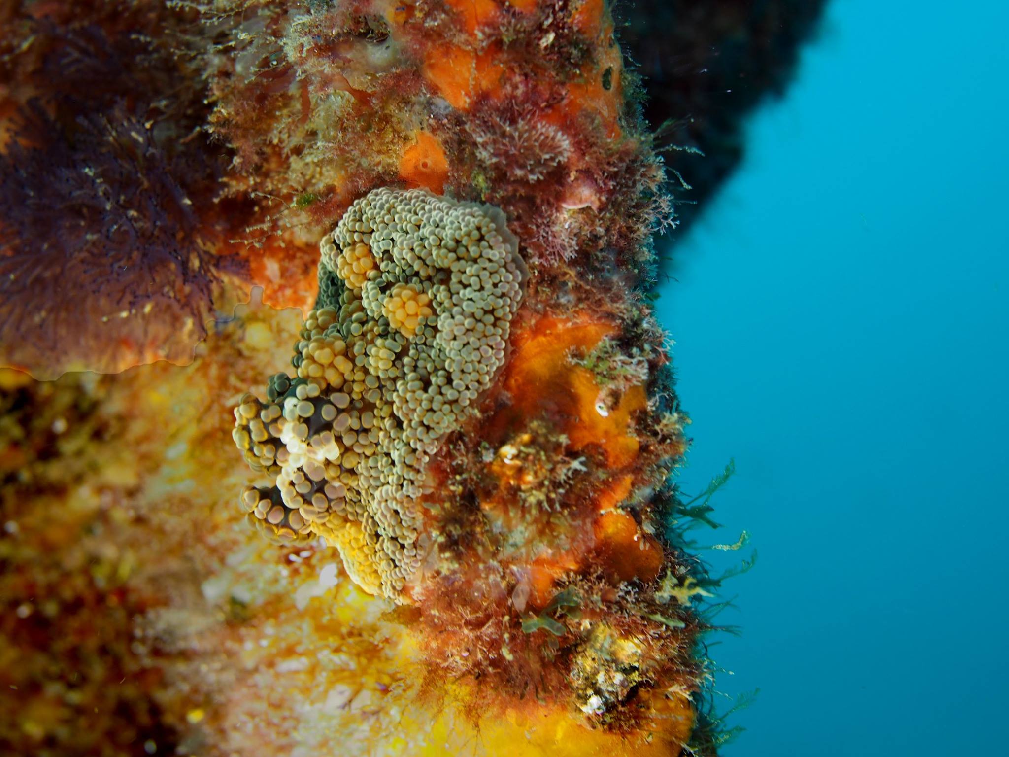 Dive Centre (Ponta Delgada), The Azores (sao Miguel)