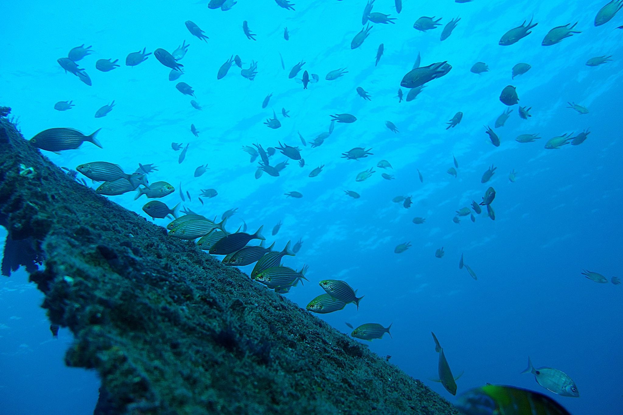 Dive Centre (Ponta Delgada), The Azores (sao Miguel)