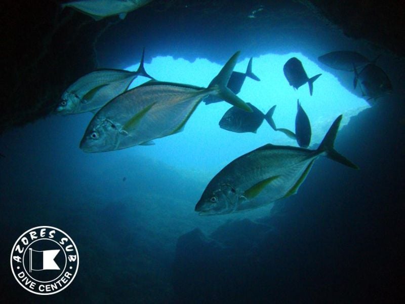 Dive Centre (Vila Franca do Campo), The Azores (sao Miguel)