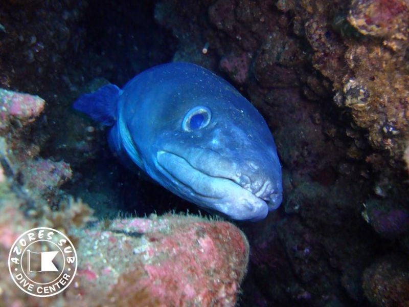 Dive Centre (Vila Franca do Campo), The Azores (sao Miguel)
