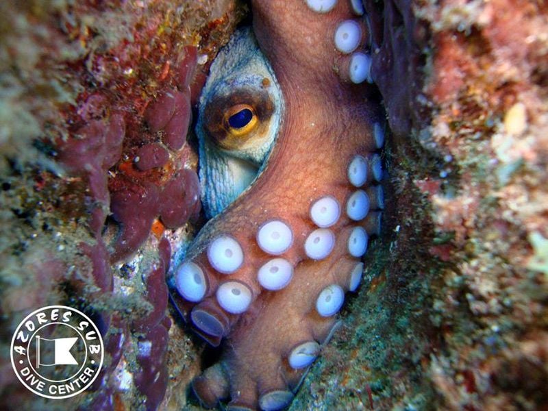 Dive Centre (Vila Franca do Campo), The Azores (sao Miguel)