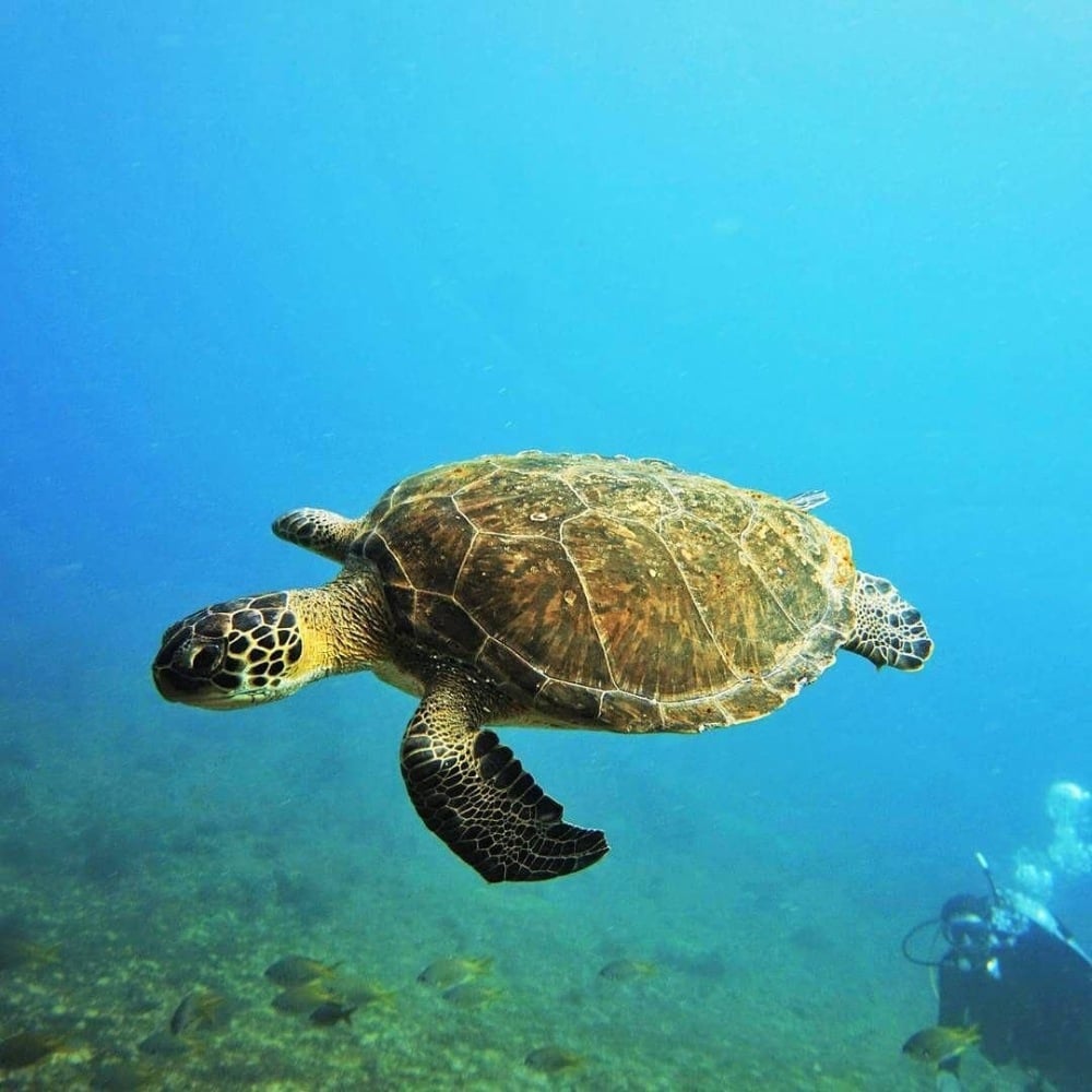 Sal dive holidays