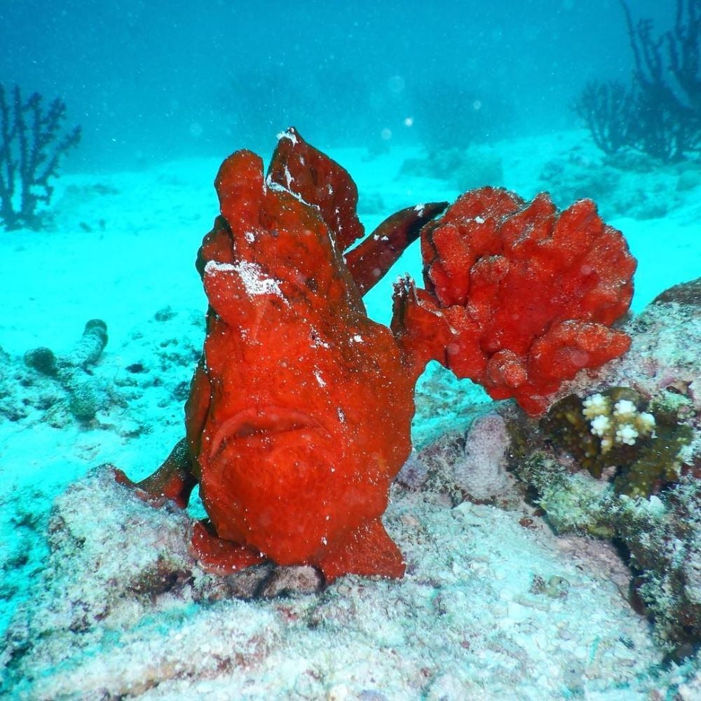 Reethi Faru Dive Centre, Maldives