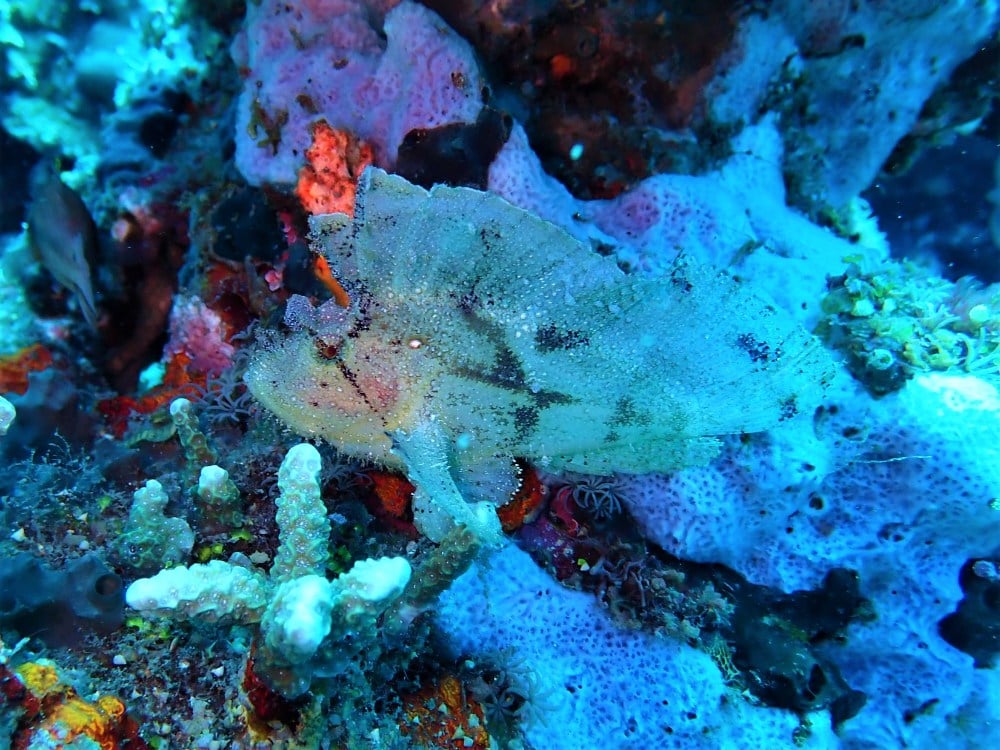 Alam Anda Resort, Bali - dive holidays