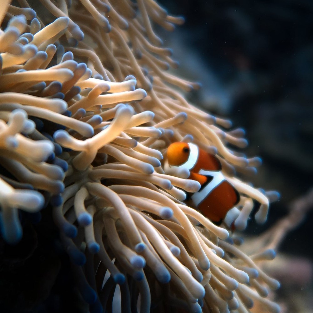 Alam Anda Resort, Bali - dive holidays