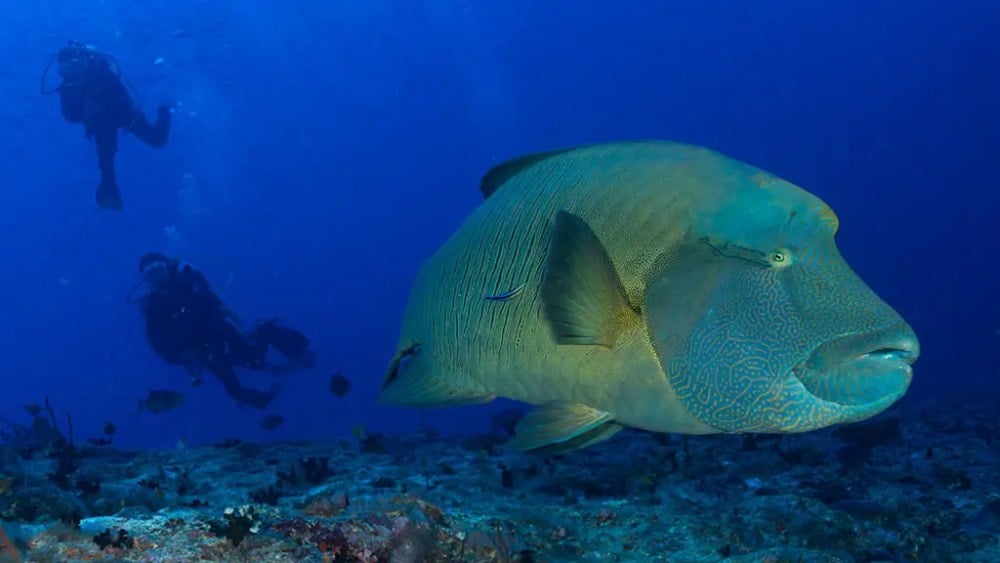 MY White Pearl, Maldives - liveaboard diving holidays