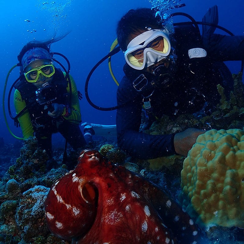Papua Paradise Eco Resort, Papua And Raja Ampat - dive holidays