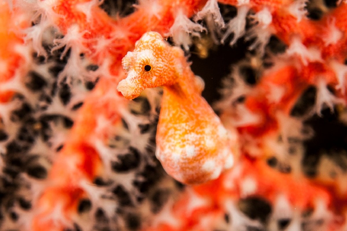 Papua Paradise Eco Resort, Papua And Raja Ampat - dive holidays