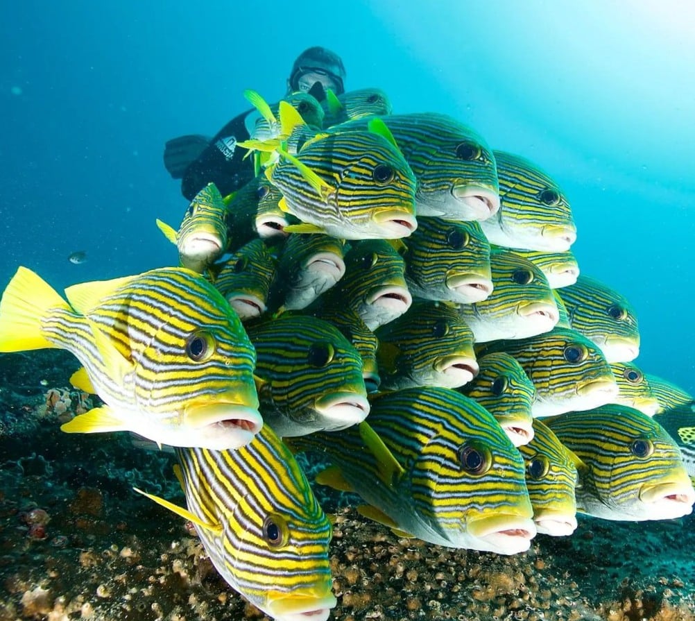 Papua Paradise Eco Resort, Papua And Raja Ampat - dive holidays