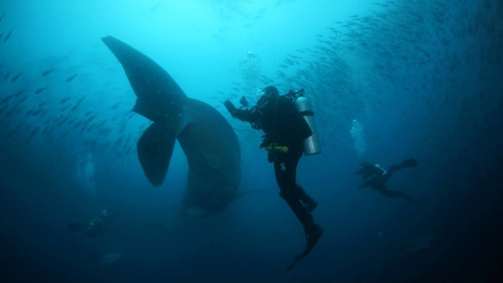 Galapagos Aggressor III, Galapagos and Ecuador - liveaboard diving holidays
