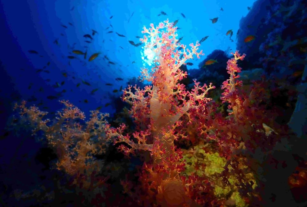 Galapagos Aggressor III, Galapagos and Ecuador - liveaboard diving holidays