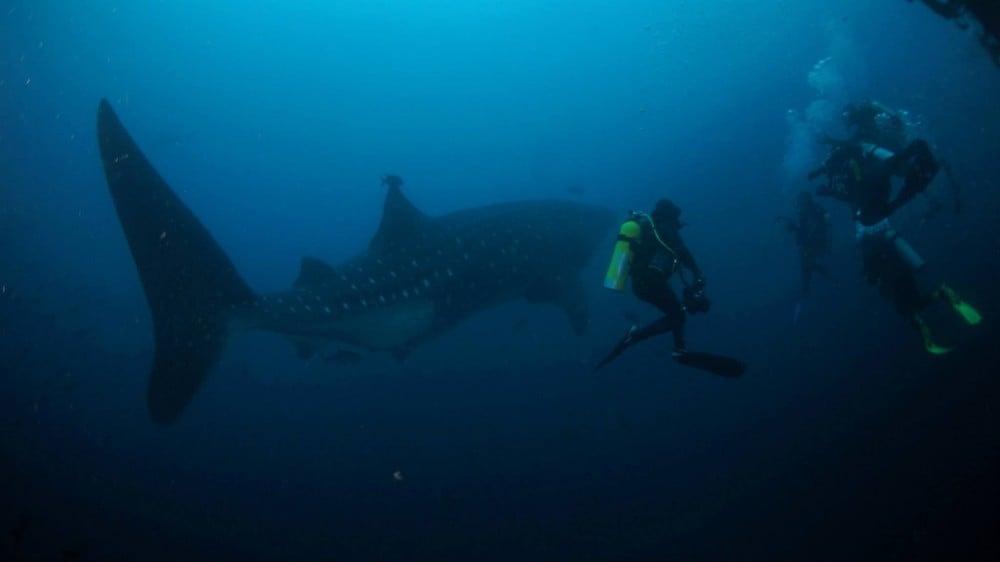 Galapagos Aggressor III, Galapagos and Ecuador - liveaboard diving holidays